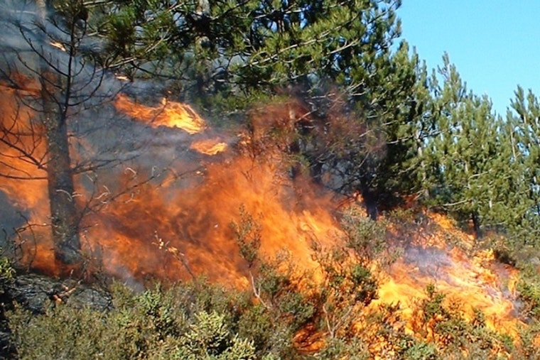 Belmont Woods Rattled As Local Man Caught On Video Admitting Brush Fire Spree