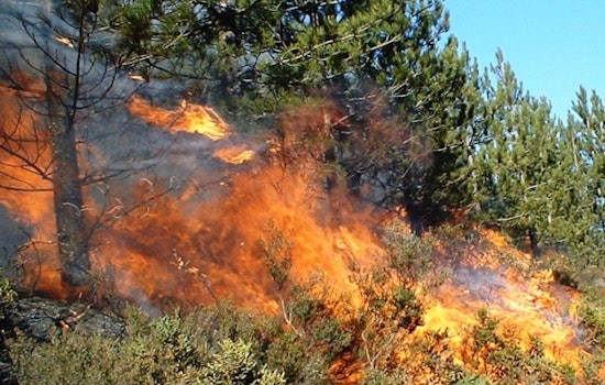 Belmont Woods Rattled As Local Man Caught On Video Admitting Brush Fire Spree
