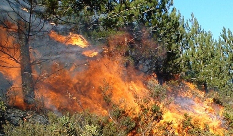 Belmont Woods Rattled As Local Man Caught On Video Admitting Brush Fire Spree