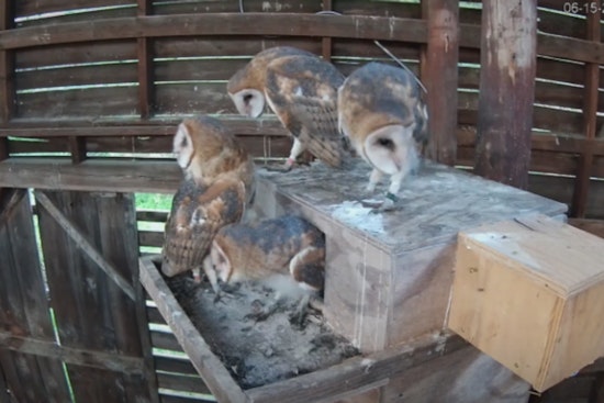 Beloved N.C. Owl Cam Turns Tragic in Midnight Barn Raid