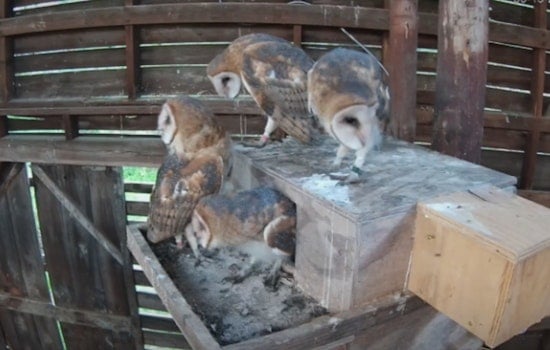 Beloved N.C. Owl Cam Turns Tragic in Midnight Barn Raid