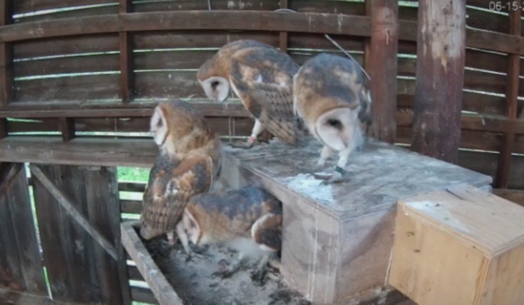 Beloved N.C. Owl Cam Turns Tragic in Midnight Barn Raid