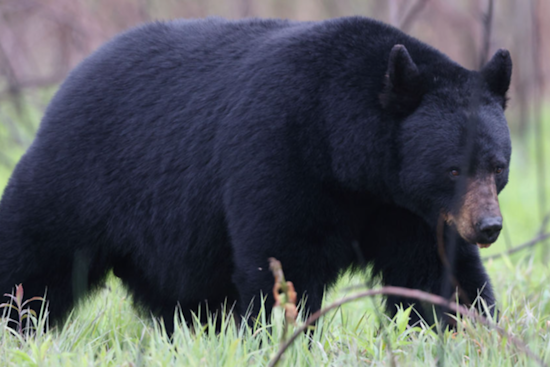 Black Bears Roam Ford City Hotspots Near Lenape Tech and Sheetz