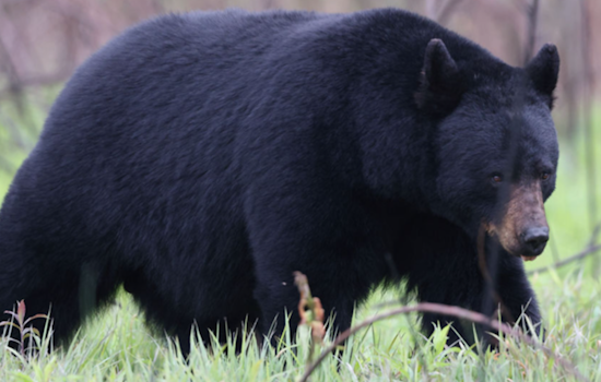 Black Bears Roam Ford City Hotspots Near Lenape Tech and Sheetz