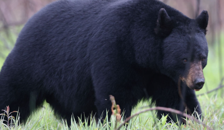 Black Bears Roam Ford City Hotspots Near Lenape Tech and Sheetz