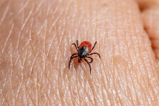 Bloodsucking Tick Invasion Creeps Across New York Farms