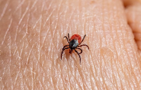 Bloodsucking Tick Invasion Creeps Across New York Farms