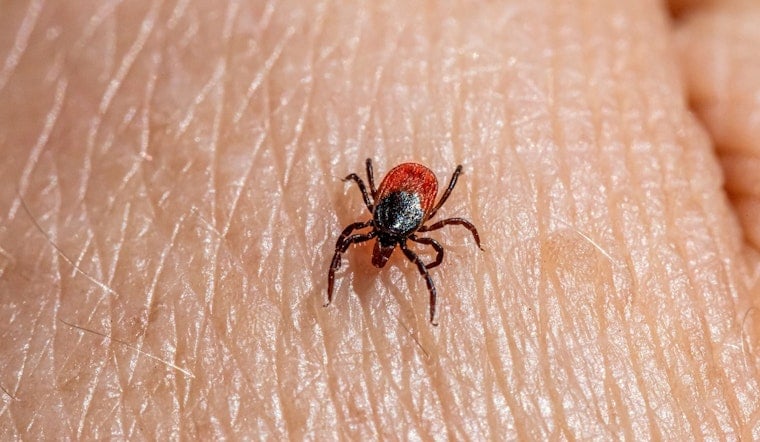Bloodsucking Tick Invasion Creeps Across New York Farms