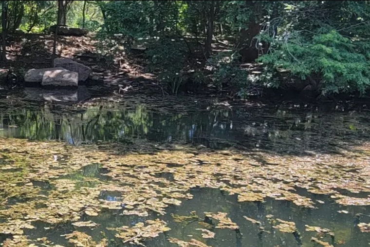 Blue-Green Algae Returns At Red Bud Isle