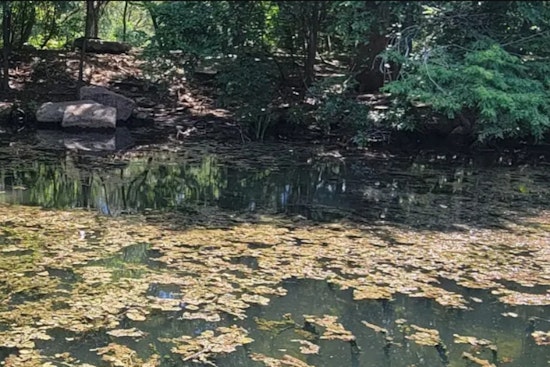 Blue-Green Algae Returns At Red Bud Isle