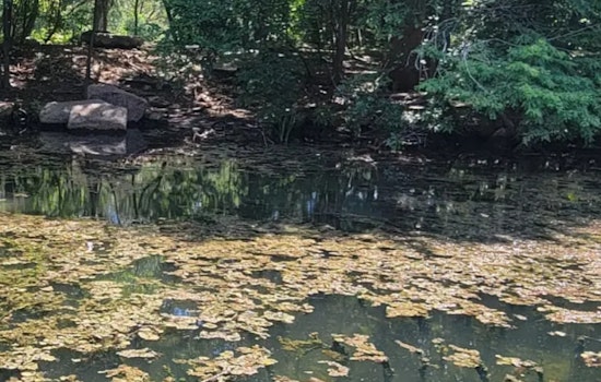 Blue-Green Algae Returns At Red Bud Isle