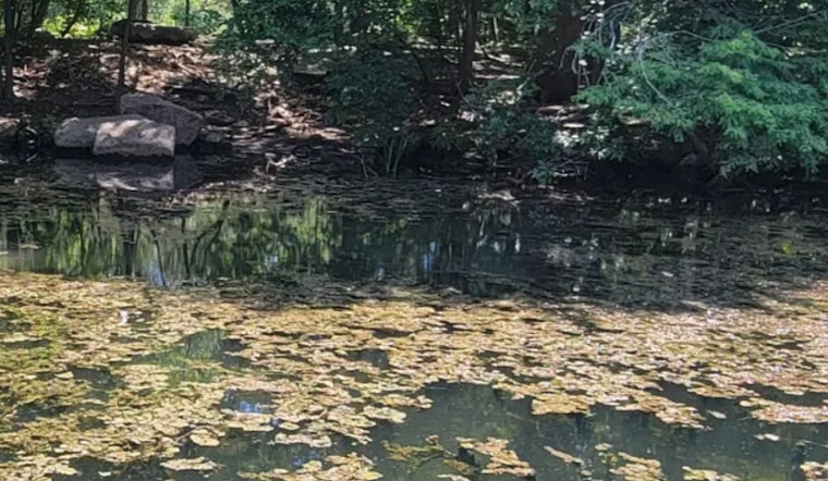 Blue-Green Algae Returns At Red Bud Isle