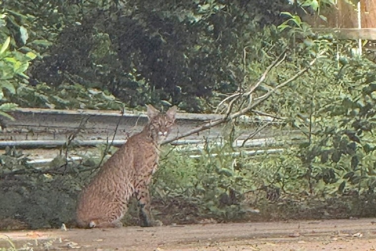 Bobcat Roams Keller Block Near Johnson And Pearson, Triggers Safety Alert
