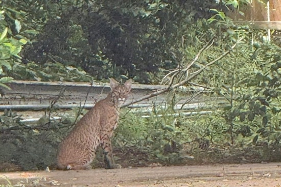 Bobcat Roams Keller Block Near Johnson And Pearson, Triggers Safety Alert