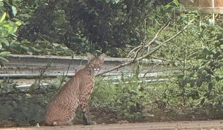 Bobcat Roams Keller Block Near Johnson And Pearson, Triggers Safety Alert