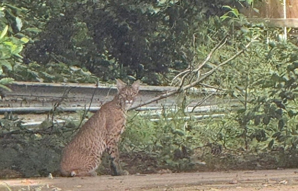Bobcat Roams Keller Block Near Johnson And Pearson, Triggers Safety Alert