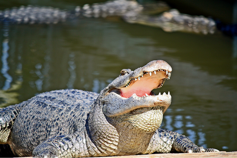 Bomb Hoax Call Empties Gatorland In South Orlando