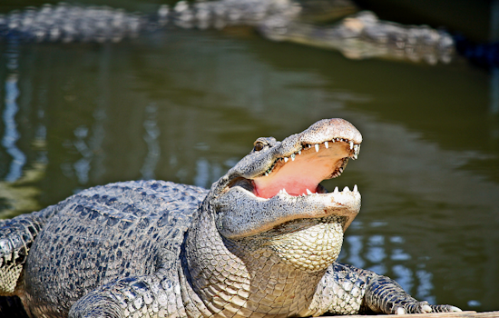 Bomb Hoax Call Empties Gatorland In South Orlando