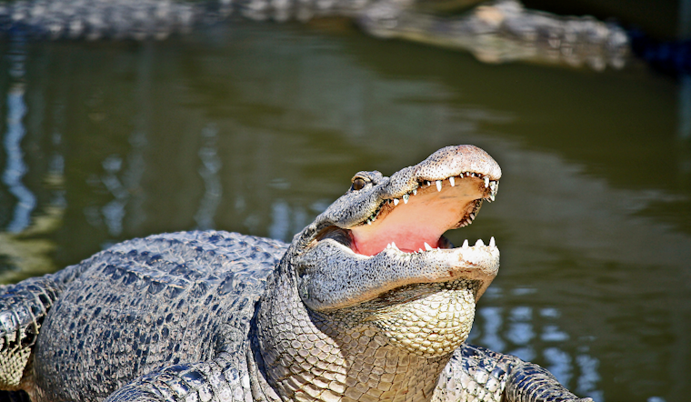 Bomb Hoax Call Empties Gatorland In South Orlando