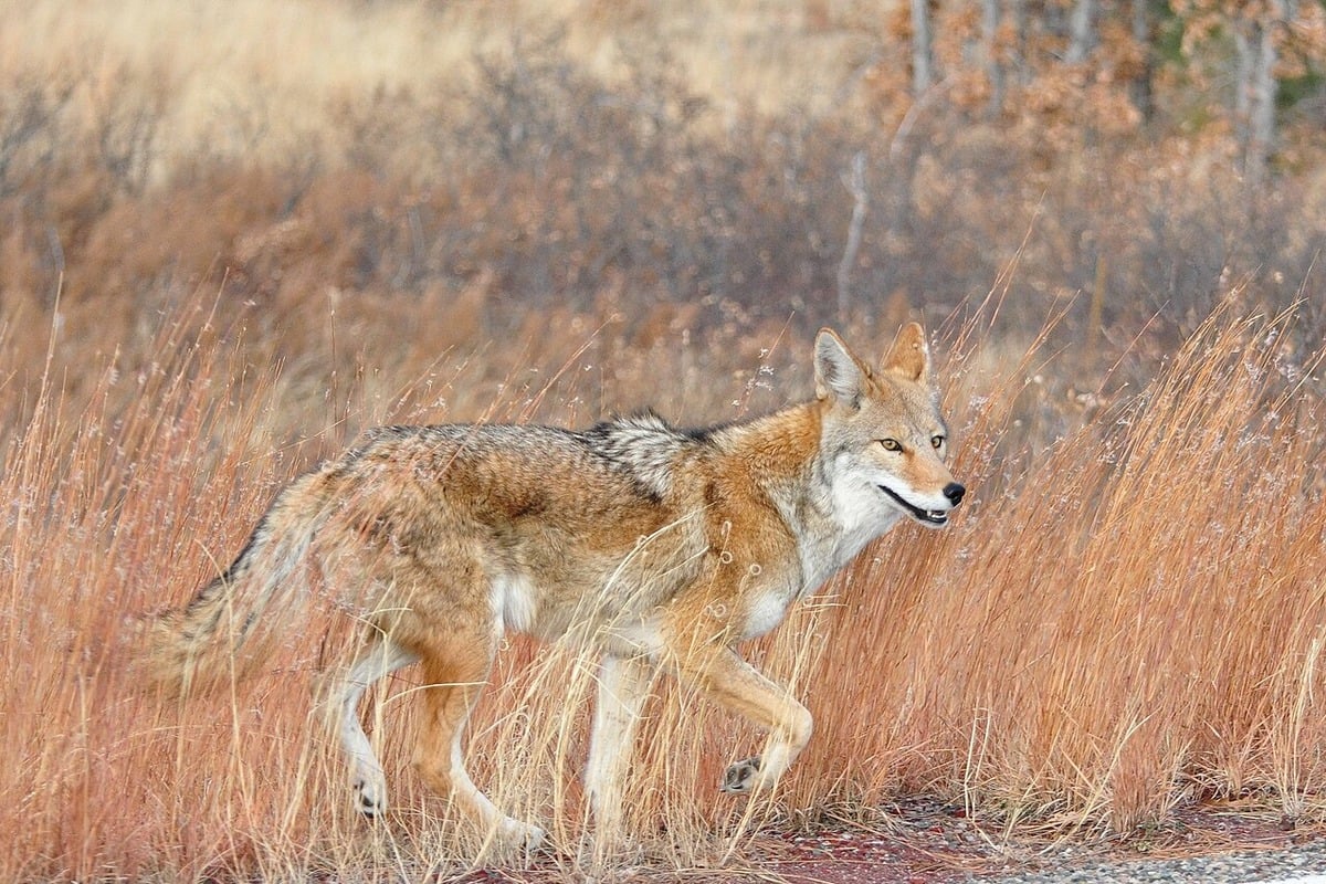 Brazen Coyotes Stalk Sunset Court Alley, Rattle Venice Canals Neighbors