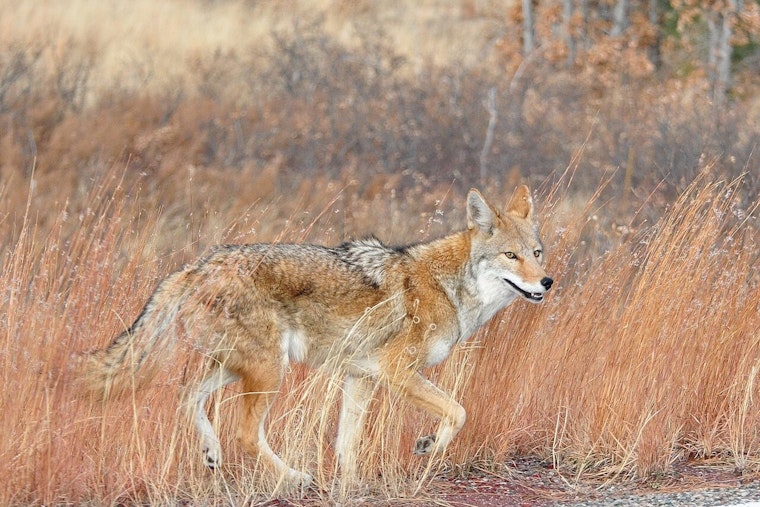 Brazen Coyotes Stalk Sunset Court Alley, Rattle Venice Canals Neighbors