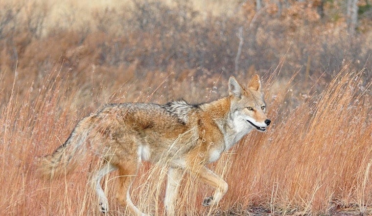 Brazen Coyotes Stalk Sunset Court Alley, Rattle Venice Canals Neighbors