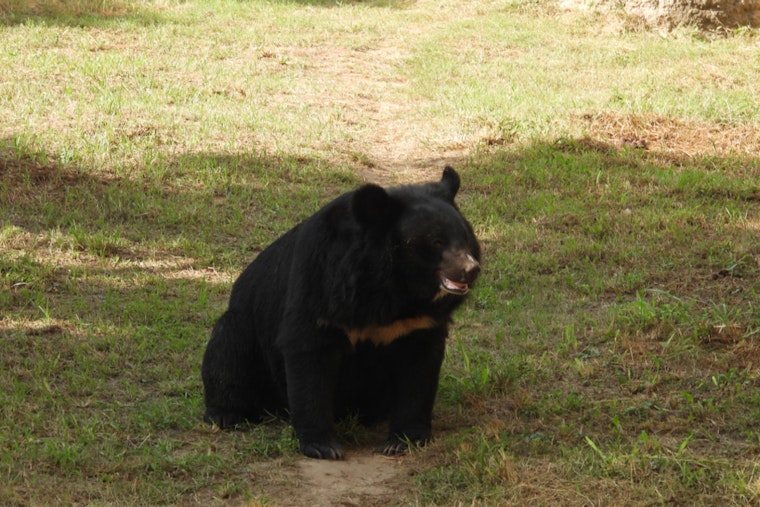Bucks County On Paws As Black Bear Strolls Through Northampton Driveway