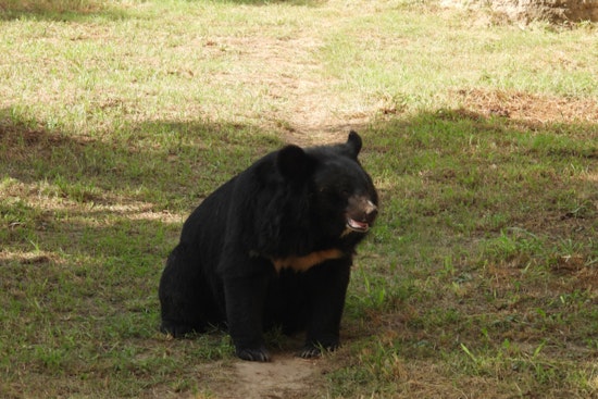 Bucks County On Paws As Black Bear Strolls Through Northampton Driveway