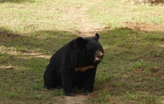 Bucks County On Paws As Black Bear Strolls Through Northampton Driveway