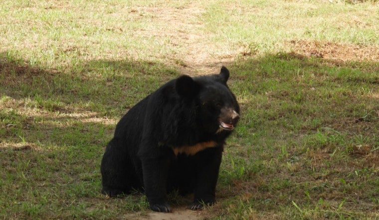 Bucks County On Paws As Black Bear Strolls Through Northampton Driveway