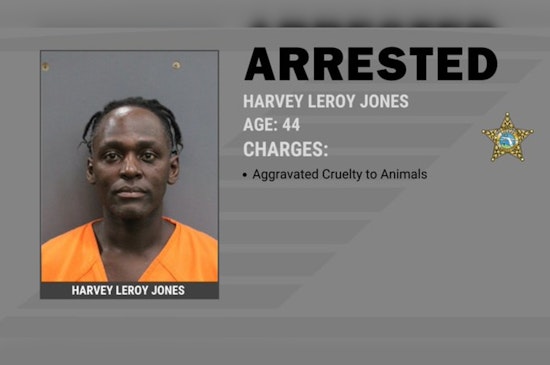 Tampa Dog Left To Die In Searing Heat, Owner Busted On Felony Charge