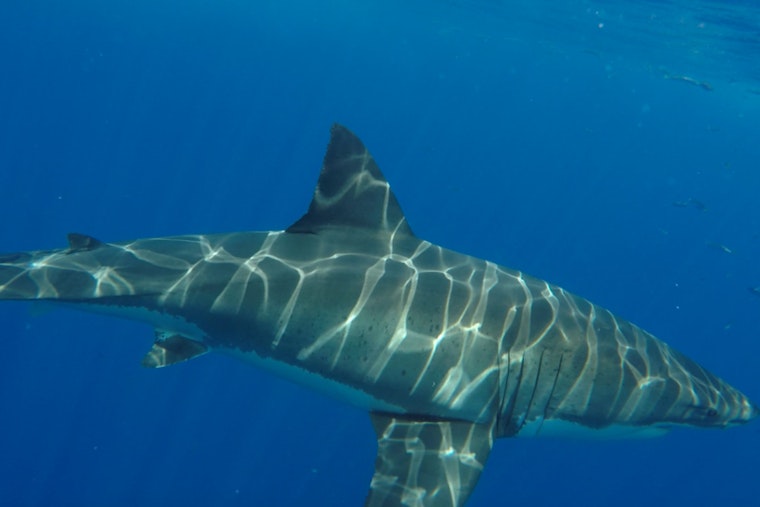 Cape Cod Shock: 12-Foot White Shark Rockets Out Of Surf Off Provincetown