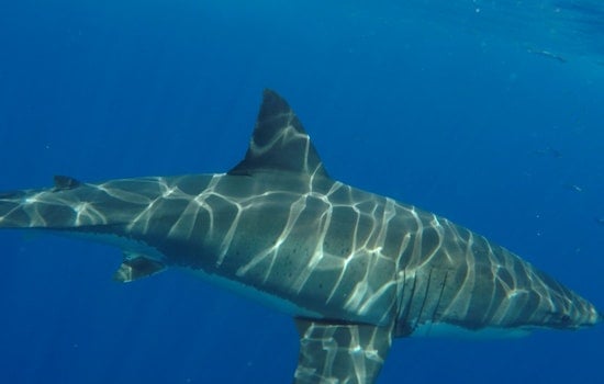 Cape Cod Shock: 12-Foot White Shark Rockets Out Of Surf Off Provincetown