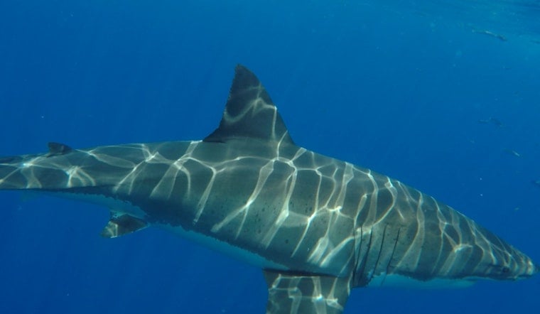 Cape Cod Shock: 12-Foot White Shark Rockets Out Of Surf Off Provincetown