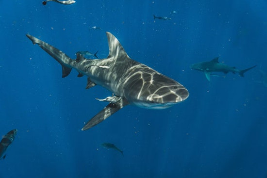 Cape Cod Tells World Cup Fans: Watch The Game, Not The Sharks