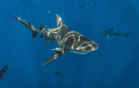 Cape Cod Tells World Cup Fans: Watch The Game, Not The Sharks