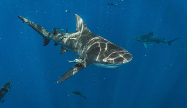 Cape Cod Tells World Cup Fans: Watch The Game, Not The Sharks
