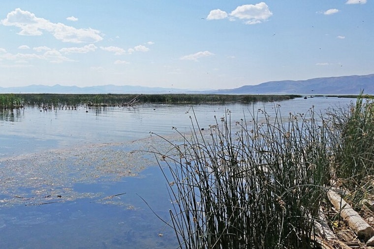Carp Carnage On Provo River Has Neighbors Gagging And Utah Lake On Edge