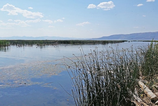 Carp Carnage On Provo River Has Neighbors Gagging And Utah Lake On Edge