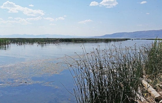 Carp Carnage On Provo River Has Neighbors Gagging And Utah Lake On Edge