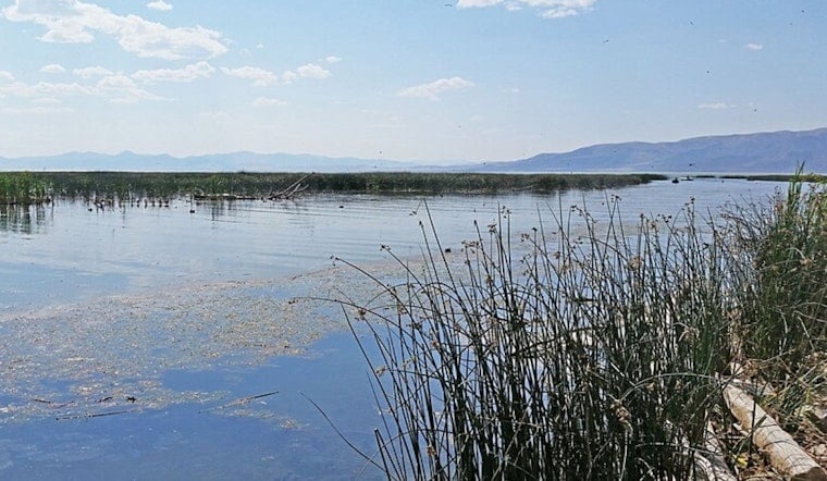 Carp Carnage On Provo River Has Neighbors Gagging And Utah Lake On Edge