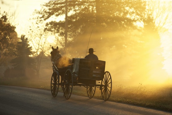 Carriage Horse Found Dead Just Off Central Park West
