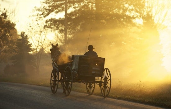 Carriage Horse Found Dead Just Off Central Park West