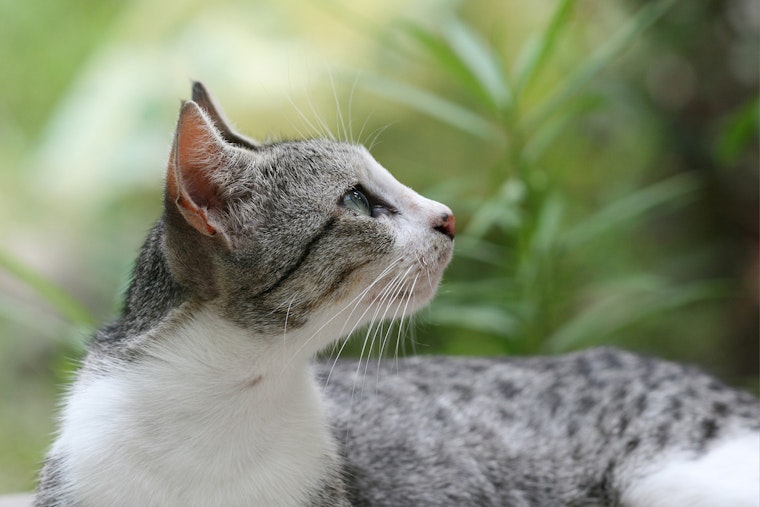 Cat Crisis in Verona as Rescue Races to Rehome More Than 70 Cats