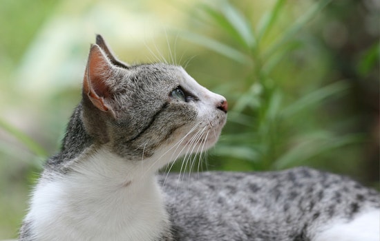Cat Crisis in Verona as Rescue Races to Rehome More Than 70 Cats
