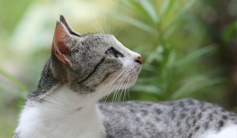Cat Crisis in Verona as Rescue Races to Rehome More Than 70 Cats