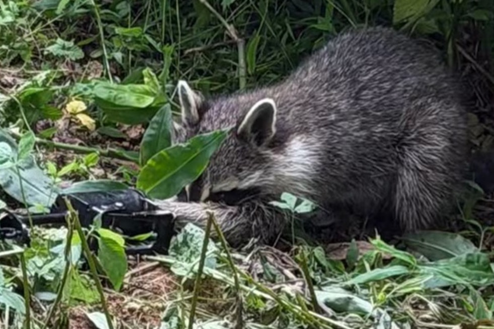Charlotte Park Shock As Kids Find Raccoon In Brutal Leg Trap