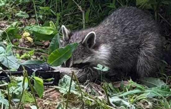 Charlotte Park Shock As Kids Find Raccoon In Brutal Leg Trap