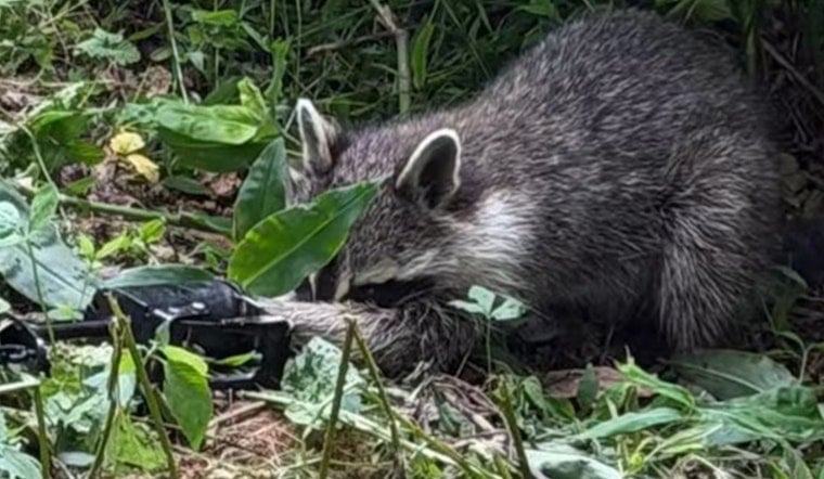 Charlotte Park Shock As Kids Find Raccoon In Brutal Leg Trap
