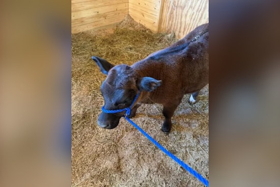 Chocolate Calf Vanishes On Oberlin Backroads As Sheriff Hunts For Mystery Owner